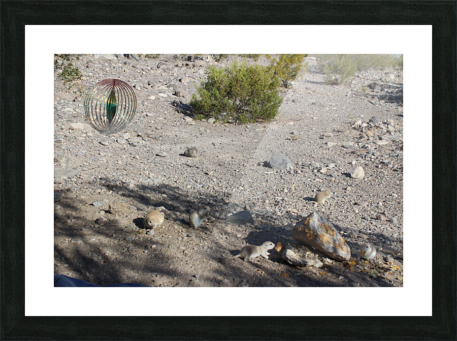 IMG 3567 Picture Frame print
