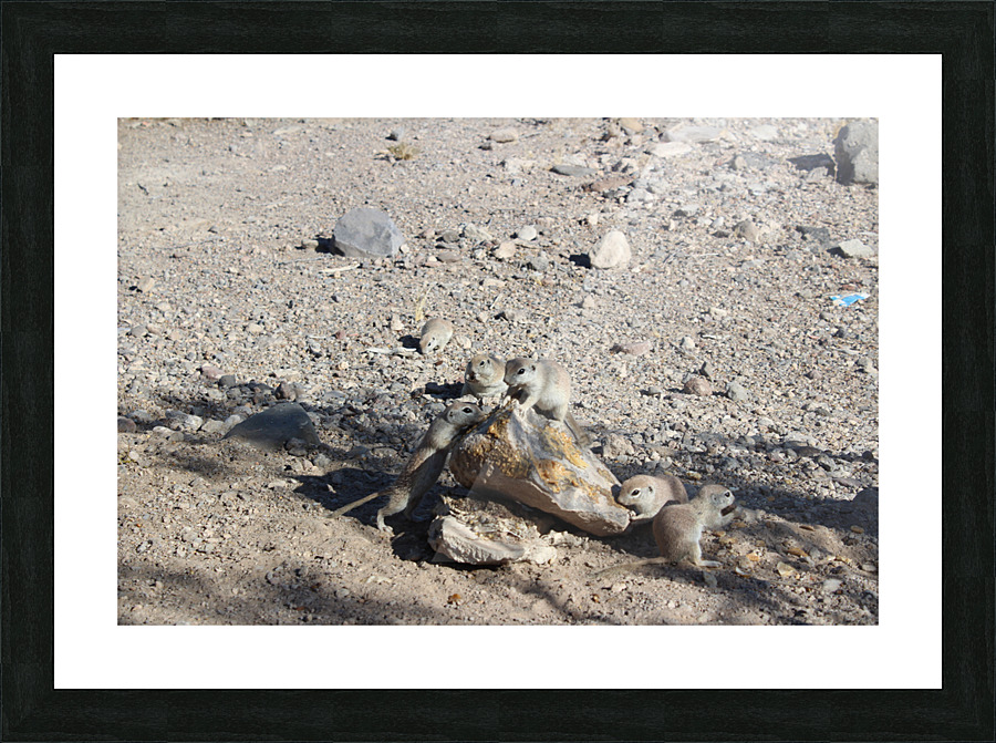 IMG 3579 Picture Frame print