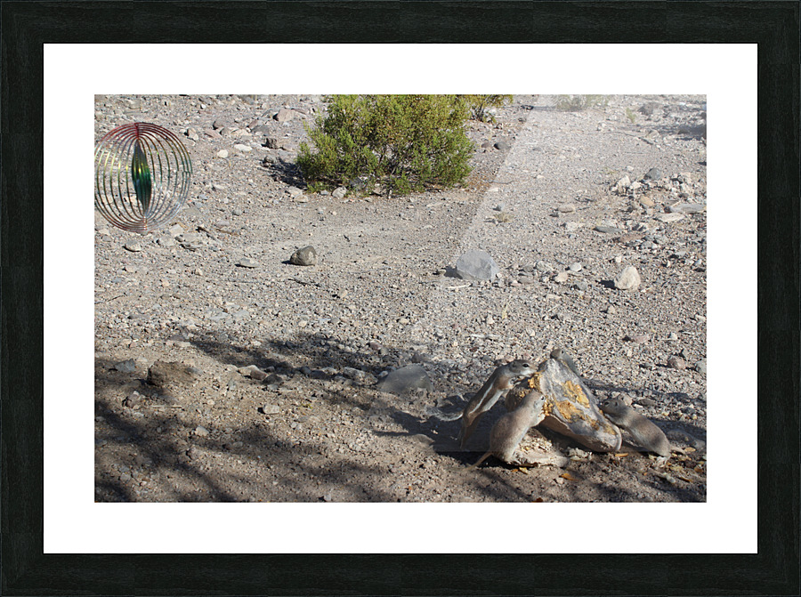 IMG 3576 Picture Frame print
