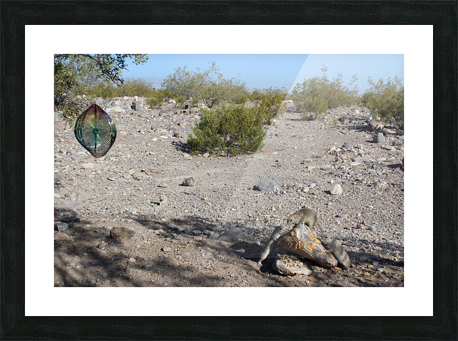 IMG 3577 Picture Frame print