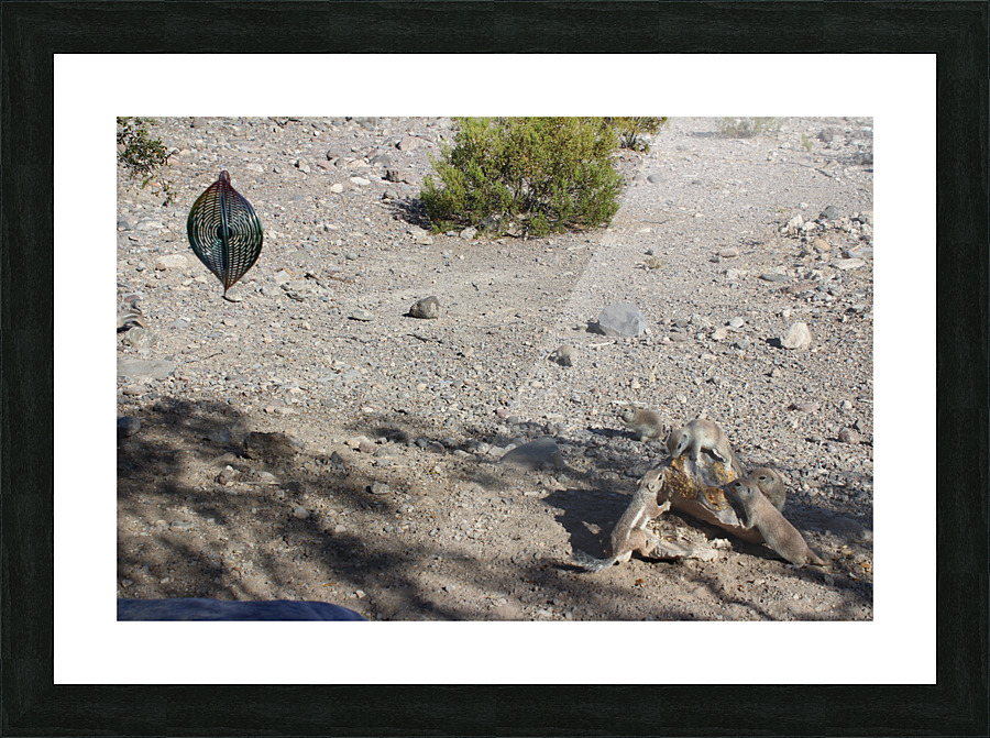 IMG 3584 Picture Frame print