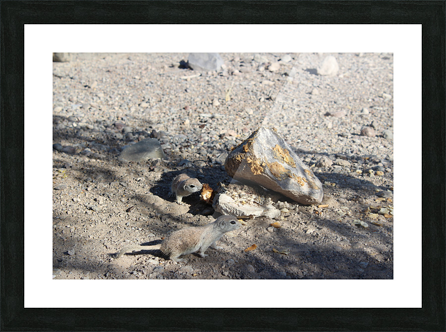 IMG 3572 Picture Frame print