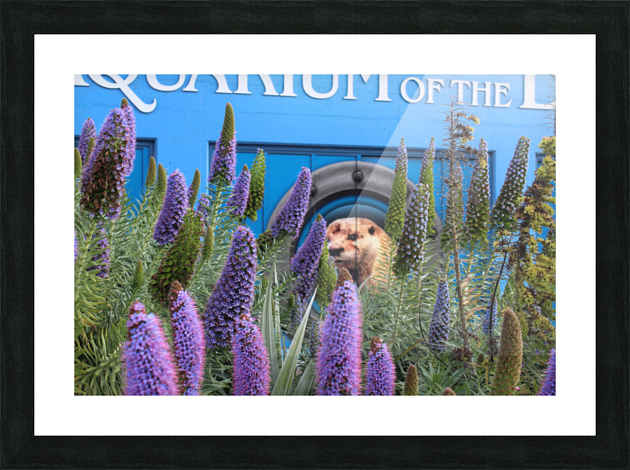 IMG 3606 Picture Frame print