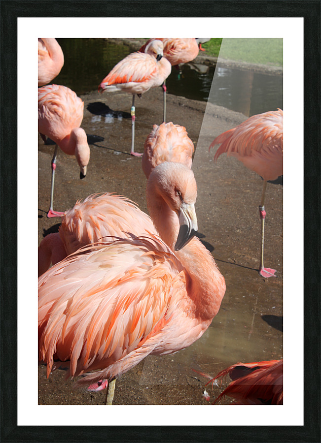 IMG 3674 Picture Frame print