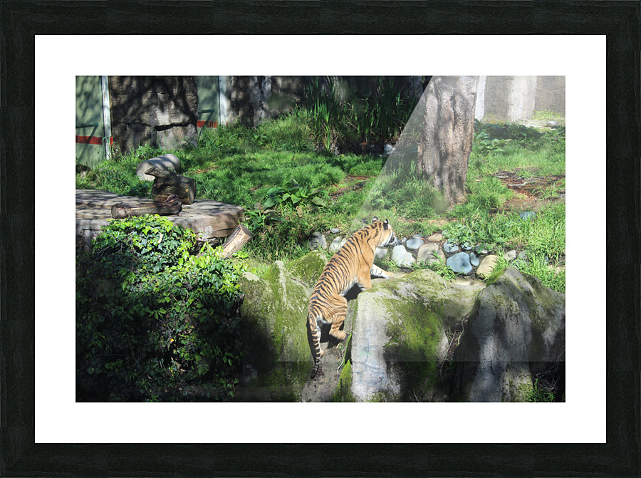 IMG 3708 Picture Frame print