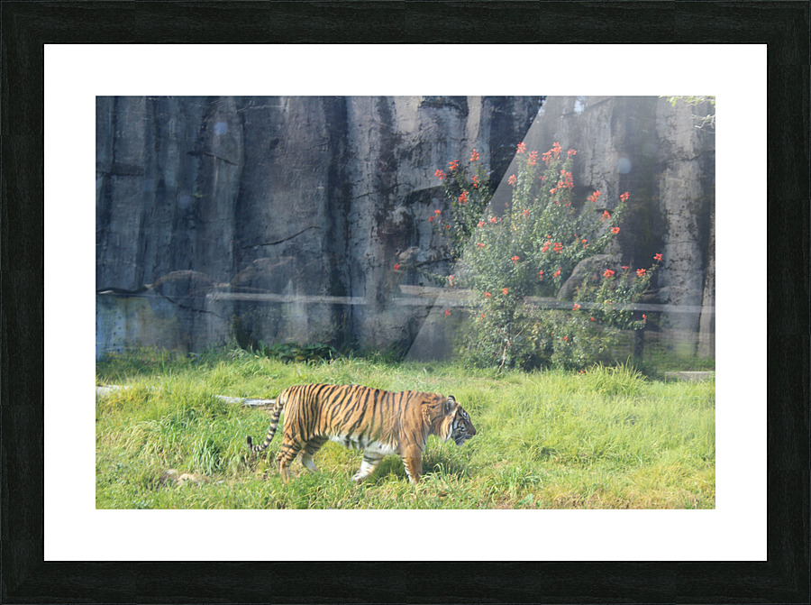 IMG 3734 Picture Frame print