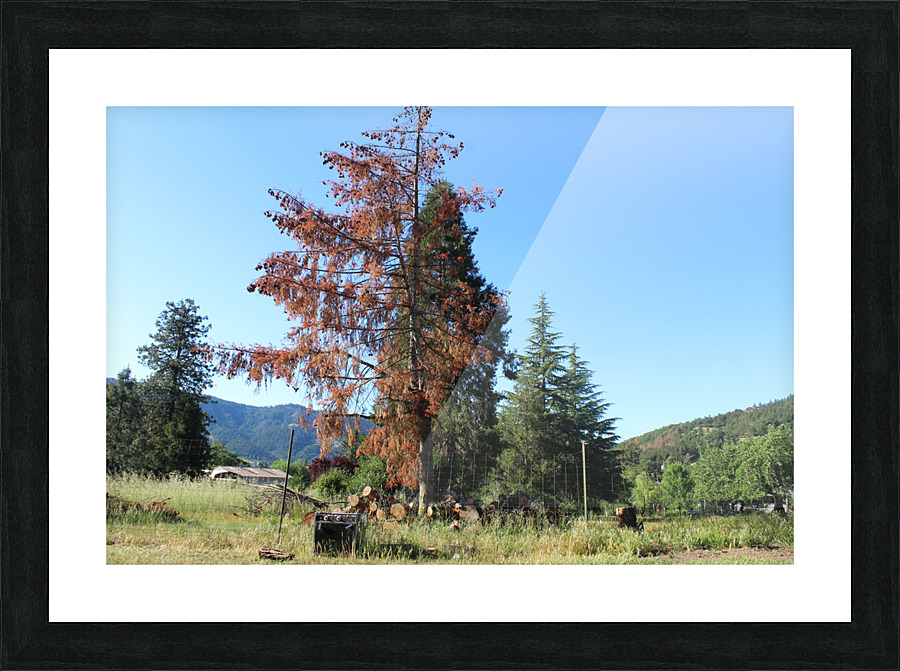 IMG 3949 Picture Frame print