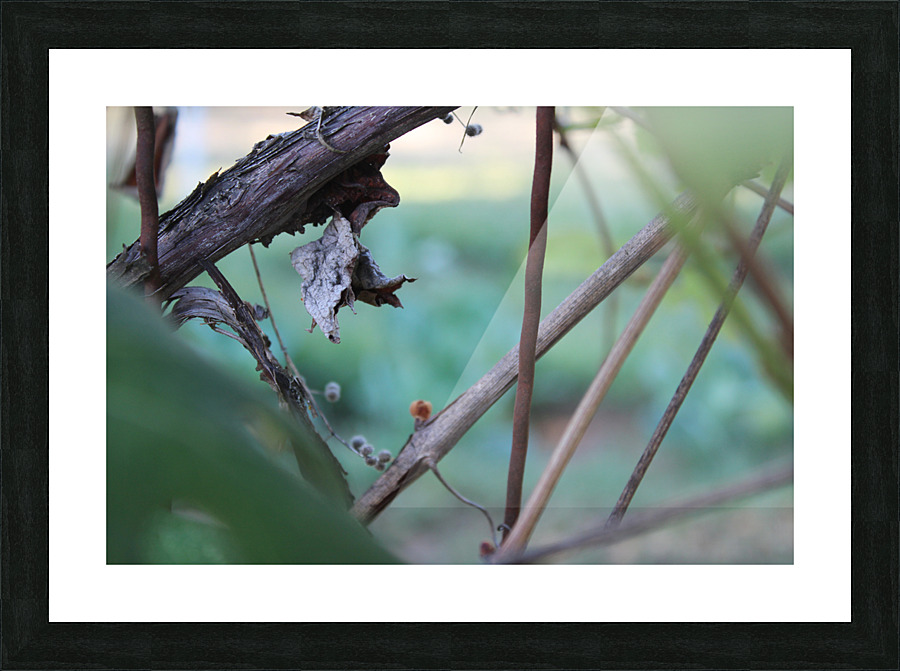 IMG 3969 Picture Frame print