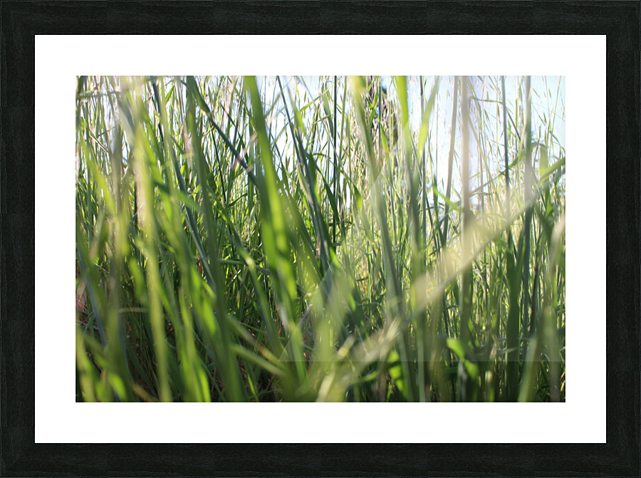 IMG 3959 Picture Frame print