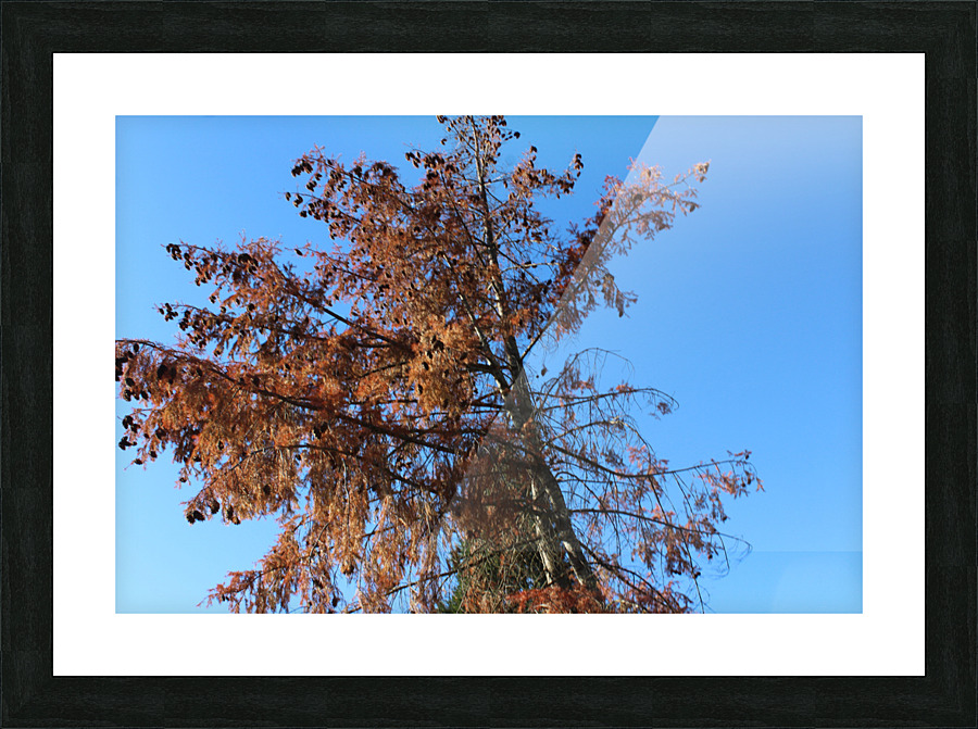 IMG 3950 Picture Frame print