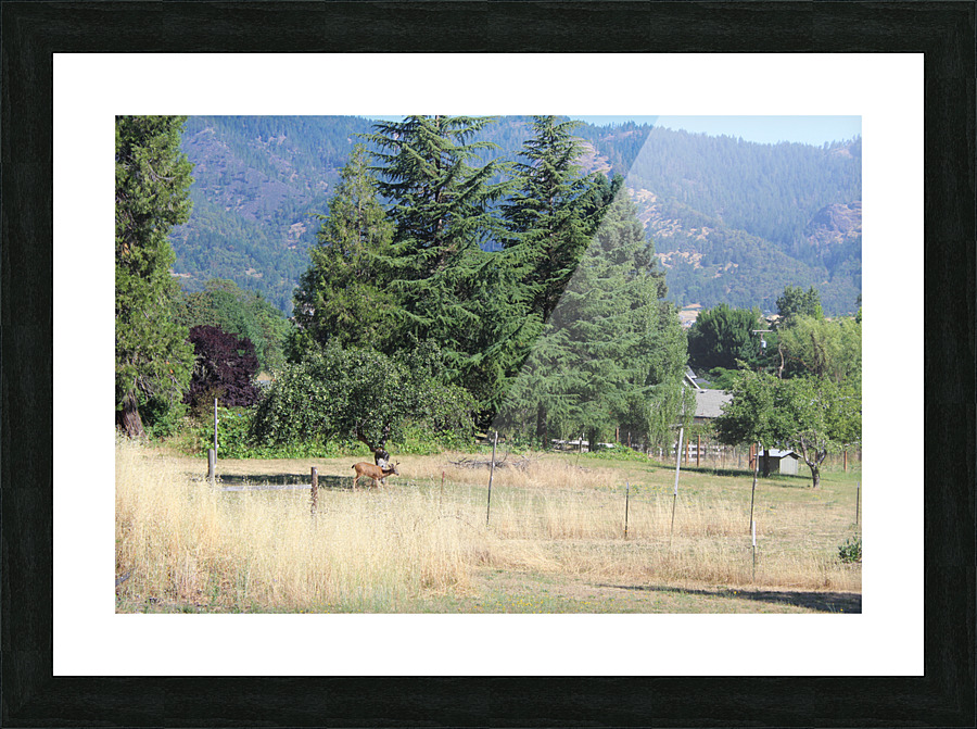 IMG 4209 Picture Frame print