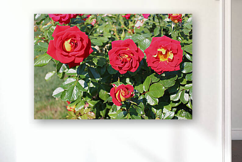 IMG 2463 Reproduction