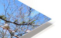 IMG 1042 HD Metal print