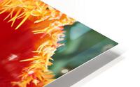 IMG 1160 HD Metal print