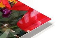 IMG 1143 HD Metal print