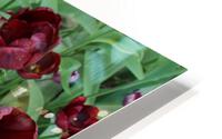 IMG 1199 HD Metal print