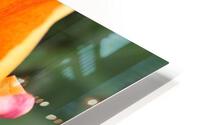 IMG 1147 HD Metal print