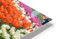 IMG 1236 HD Metal print