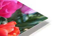 IMG 1296 HD Metal print