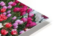 IMG 1259 HD Metal print