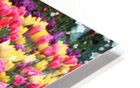 IMG 1225 HD Metal print