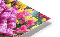 IMG 1221 HD Metal print