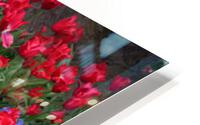 IMG 1227 HD Metal print