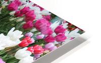 IMG 1257 HD Metal print