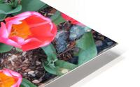 IMG 1207 HD Metal print