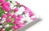IMG 1268 HD Metal print