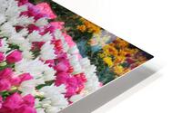 IMG 1267 HD Metal print