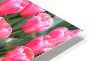 IMG 1208 HD Metal print