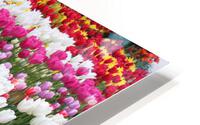 IMG 1255 HD Metal print