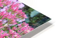 IMG 1239 HD Metal print