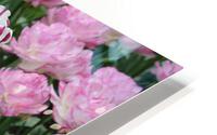 IMG 1287 HD Metal print