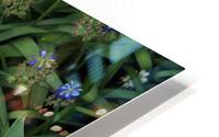 IMG 1300 HD Metal print