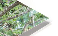 IMG 1316 HD Metal print