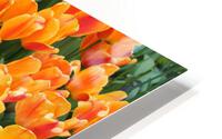 IMG 1320 HD Metal print