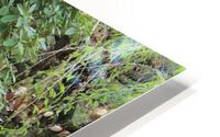 IMG 1307 HD Metal print