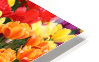 IMG 1337 HD Metal print