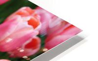 IMG 1310 HD Metal print