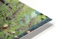 IMG 1305 HD Metal print