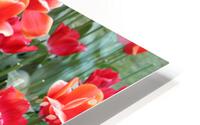 IMG 1318 HD Metal print