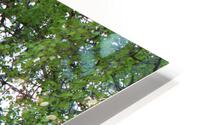 IMG 1346 2 HD Metal print