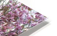 IMG 1312 HD Metal print