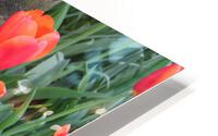 IMG 1314 HD Metal print