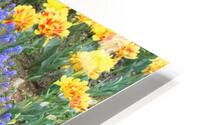 IMG 1372 HD Metal print