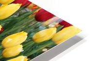 IMG 1390 HD Metal print