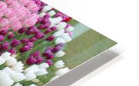 IMG 1454 HD Metal print
