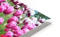 IMG 1457 HD Metal print